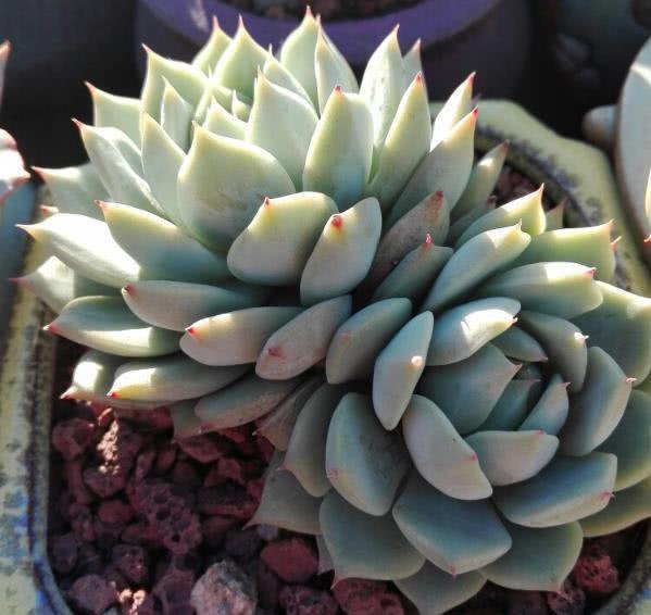 多肉植物出现了这几种征兆 说明到生长期了 要改变养护方式