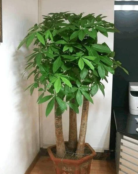 养发财树 浇这3种水 不烂根不黄叶 茎杆粗壮 比施肥管用