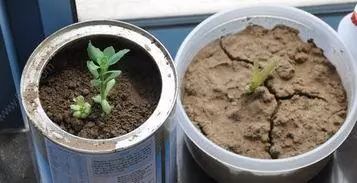 养花的隐形杀手 就是它 教你3招解决 盆栽花卉旺旺旺