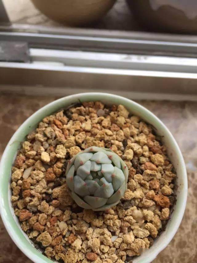 山地玫瑰休眠了 还需要浇水吗?