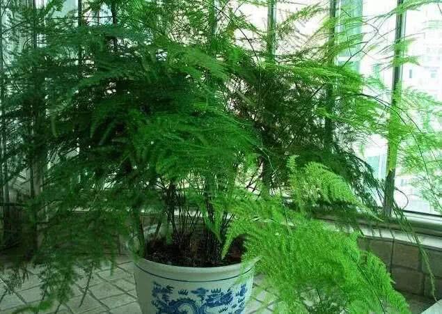 老爷爷用这个方法养文竹 一个月家里多到摆不下