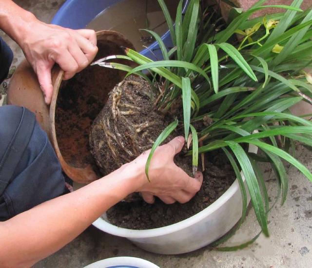 花盆里用这种液肥 土壤疏松透气 开花又大又艳