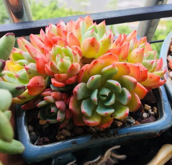 多肉植物在夏季要用对土 简单操作 蹭蹭长满盆