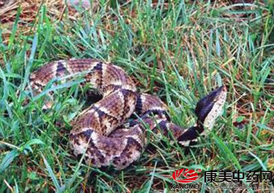 蕲蛇如此狠毒凶猛却有人很爱养