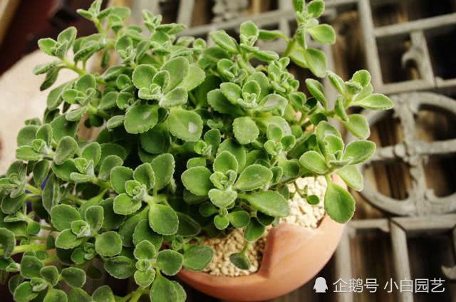 碰碰香怎么修剪?这样修剪让碰碰香更有观赏性