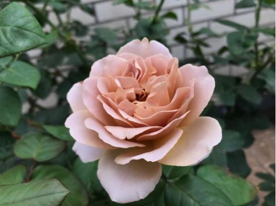 你家月季不开花可能是因为长了盲枝