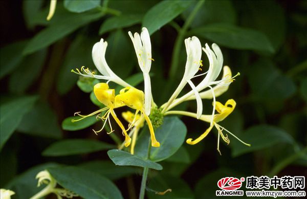 中药金银花防虫害有啥招?