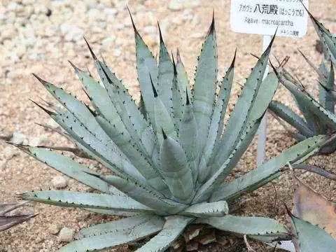 妖艳的龙舌兰 冷门多肉植物小科普