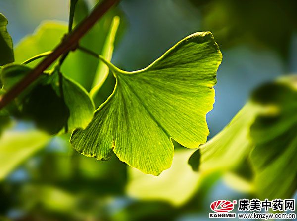 银杏的高效栽培方法秋季正当时
