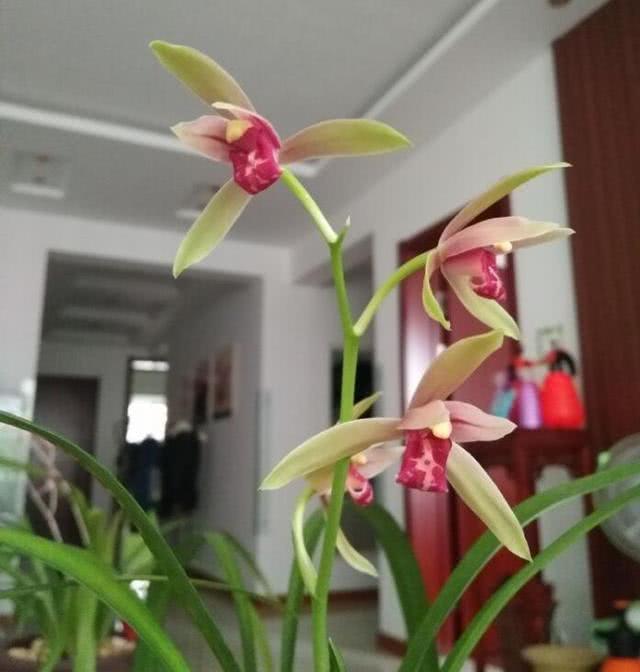 阳台养好兰花的经验与方法