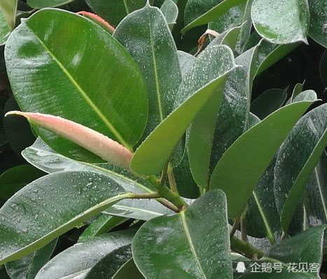 给橡皮树浇水时要熟知这3点 做不好施再多肥 晒再多太阳都没用