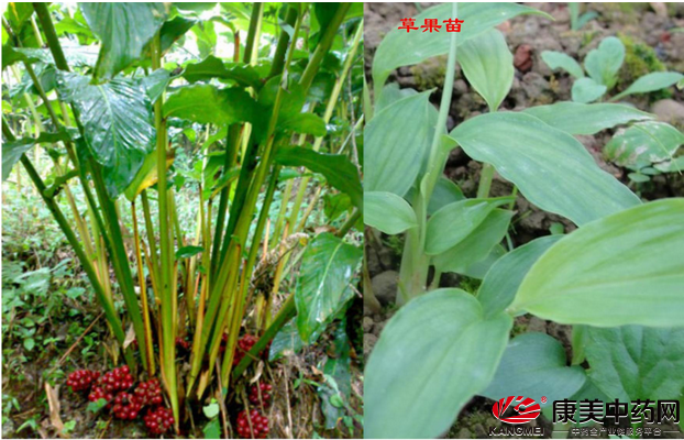 药用香料草果栽培技术要点