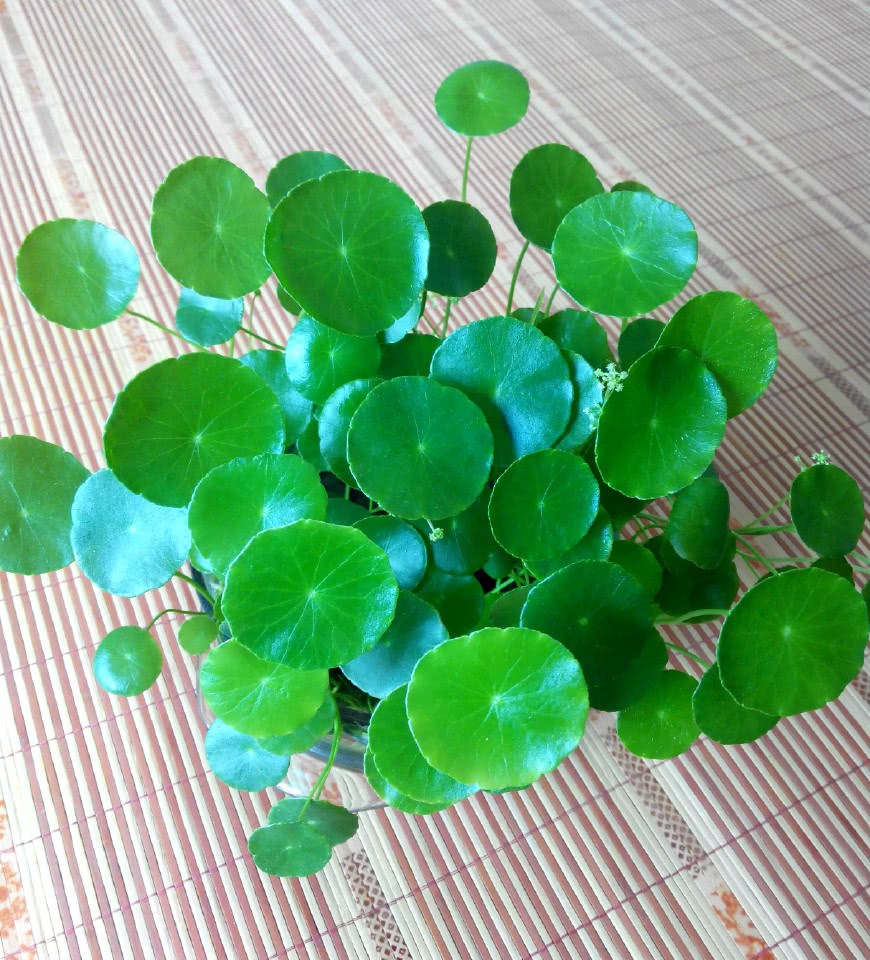 阳台种铜钱草 做好2点 叶片绿又圆 花缸爆满
