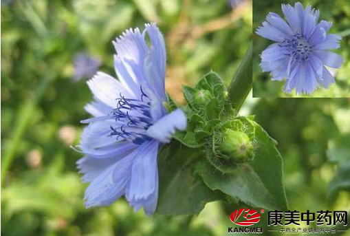 营养丰富、药用价值高的中药材菊苣是如何种植的