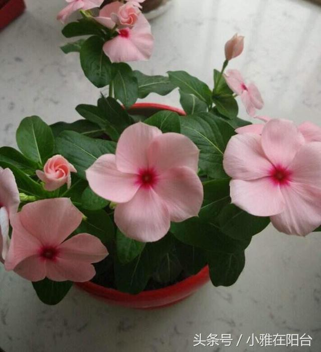 这六种花草 一节枝条、一粒种子掉土里就长 三个月长满盆开满花
