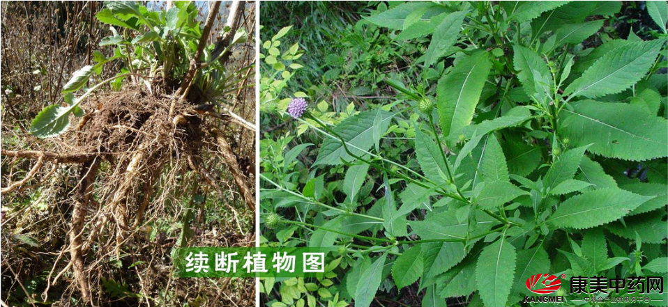 续断种植好种吗?续断种植方法介绍