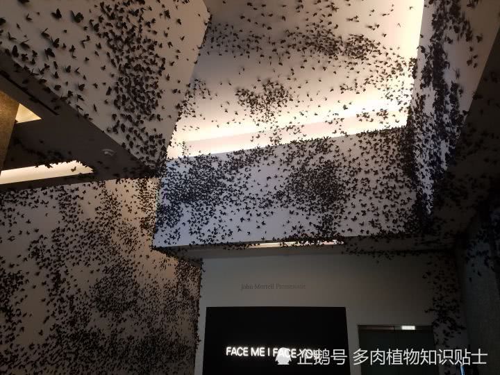 逛逛世界排名第一的沙漠植物园 亚利桑那州多肉植物园