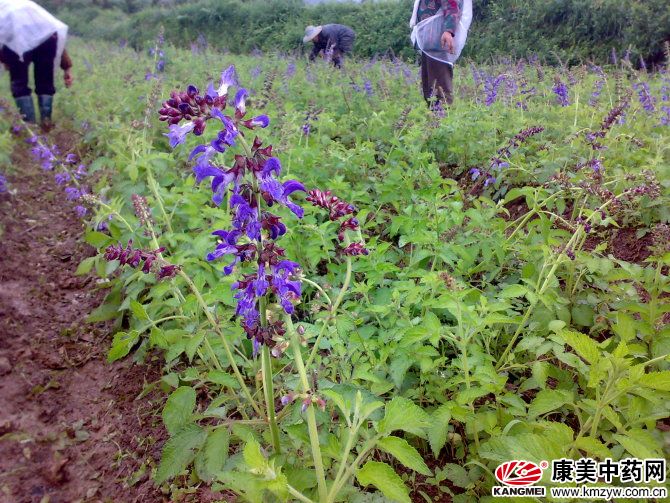 中药丹参的种植方法种植丹参需要注意什么?