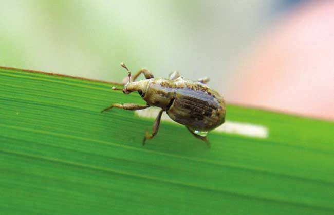 稻水象甲怎么防控?