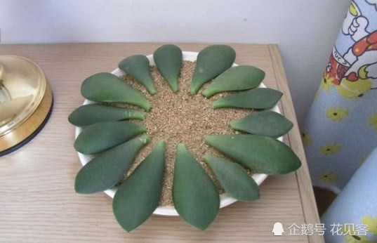 玉树扦插繁殖 要懂的这么处理 7天大白根就呼呼蹿 一片叶子就是一盆树