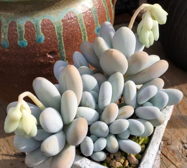 多肉植物在夏天防止黑腐有方法 教你控制浇水 开花爆盆