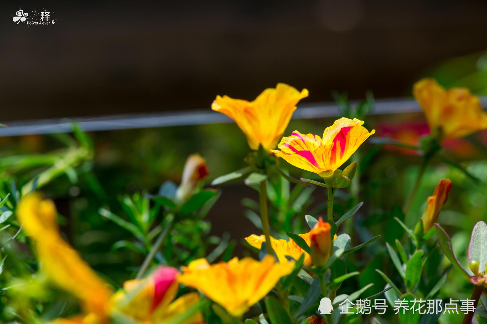 你见过这么多种花色的太阳花吗?微距镜头拍摄家里正开着的太阳花