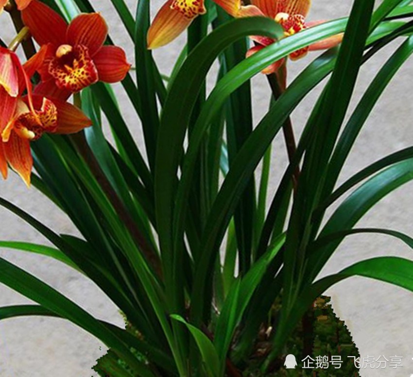 养殖兰花最容易犯的三种错误 你犯了哪一条