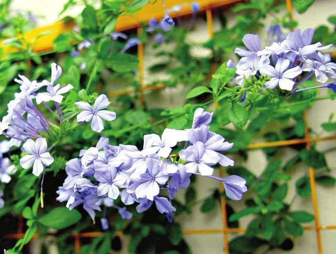 适合在阳台栽种的几种花卉 让你的阳台花香四溢