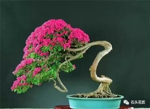 三角梅只长叶子不开花 没做好这3点是通病 难怪一个夏季没花朵