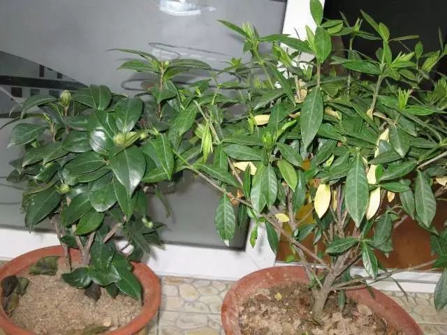 诊断:盆栽花卉养了几年 从高富帅养成了矮穷矬该怎么办?