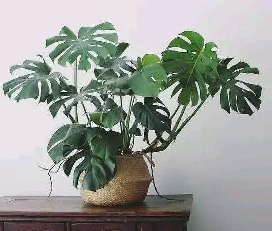 植物也能净化空气？家里多养这些盆栽准没错