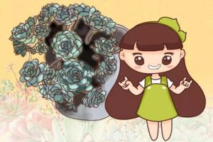 他把多肉养成老妖怪,脸盆都装不下,小孩都被吓哭了!