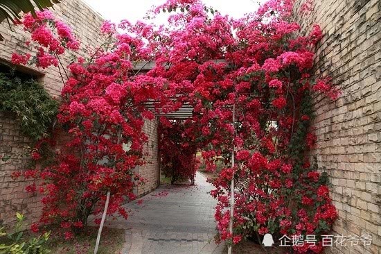 三角梅买回来就掉花苞？立马这样做 花骨朵不停冒
