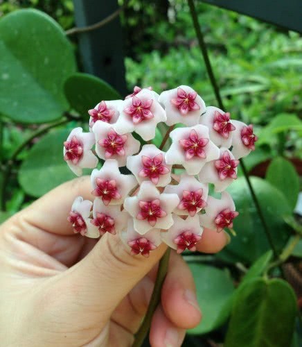 此花卉漂亮 仙气十足 花香怡人 花期长 耐寒好养 阳台变花海