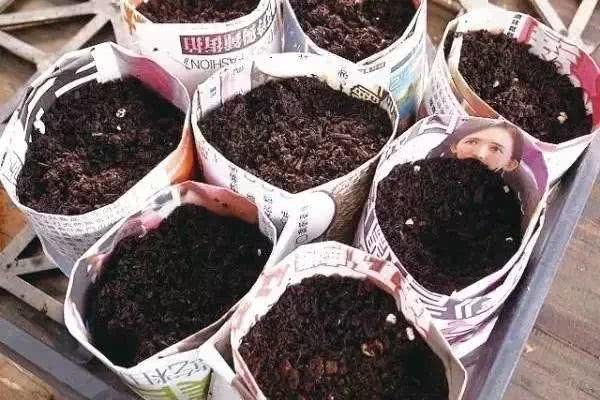 几毛钱的废品 铺在花盆里 竟然是养花的好宝贝