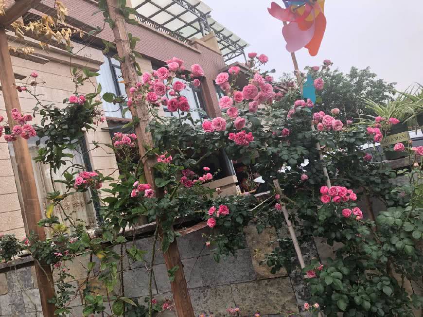 最勤开花的藤本植物 四季开花 花量超多 养护容易 阳台也能种