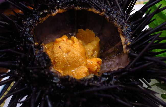 海胆多少钱一斤?