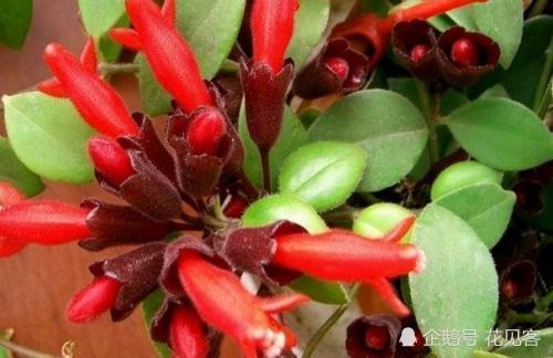 此花是室内阳台的盆栽佳品 观叶不输绿萝 花开火红 漂亮极了