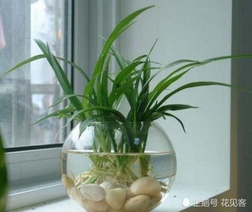 水培植物重在对水的讲究 做好这3点 呼呼猛长 枝粗根壮叶翠绿