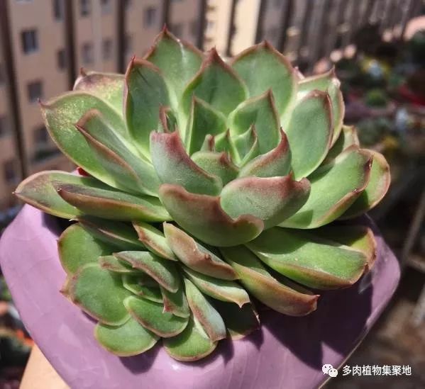 多肉植物的养护要注意 才能安全度过夏季