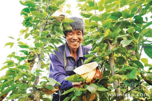 减少农残改善梨风味给梨套袋的注意事项