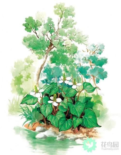 鱼腥草|制造口臭的口香糖