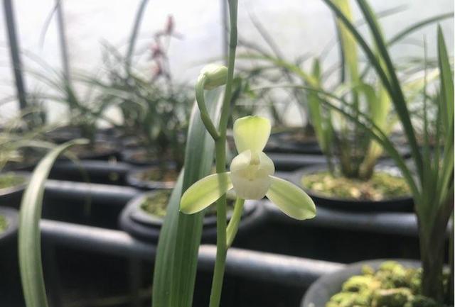 栽培兰花掌握这9点轻松让兰花叶繁花茂