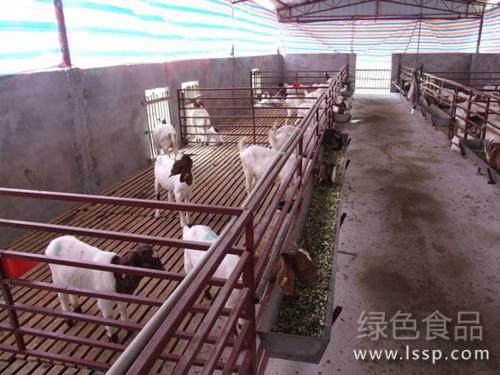 舍饲羊体小体弱膘情差如何提高舍饲羊采食量