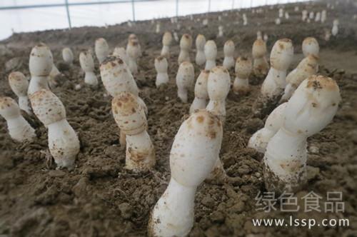 鸡腿菇是中温型食用菌夏季栽培要注意温度