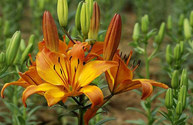 盆栽百合花怎么养?