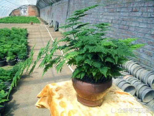 文竹、发财树、绿萝最喜欢喝这种绿水 7天1碗 叶子绿的冒油