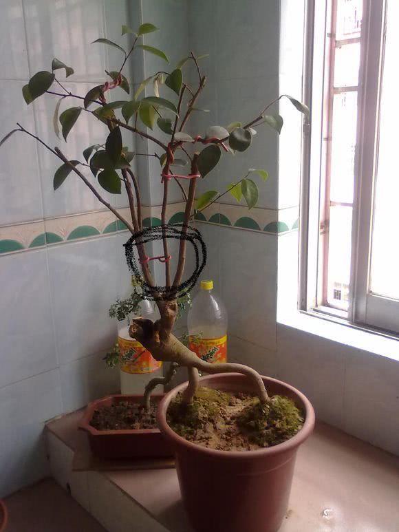 茶花盆景制作简单过程 轻轻松松就能搞定