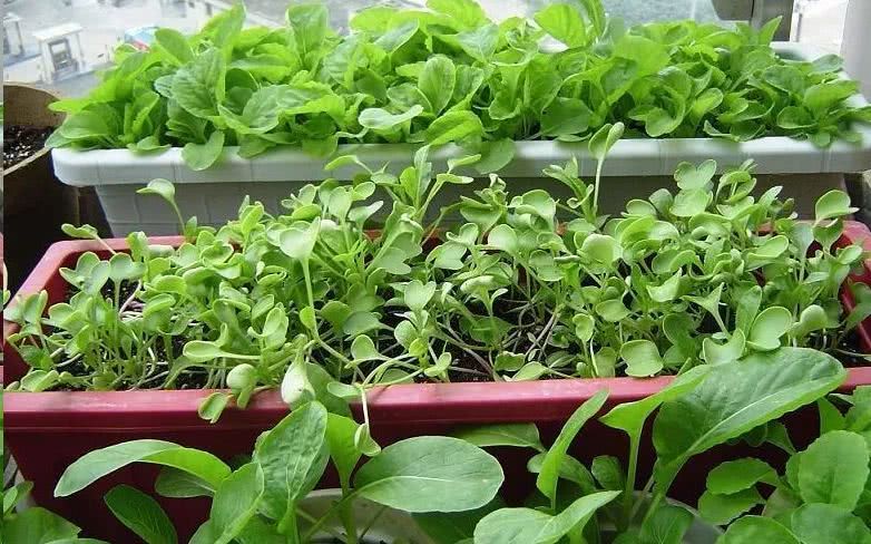 阳台种菜 何必花钱买种植箱 一个空油桶就行 天天有菜吃