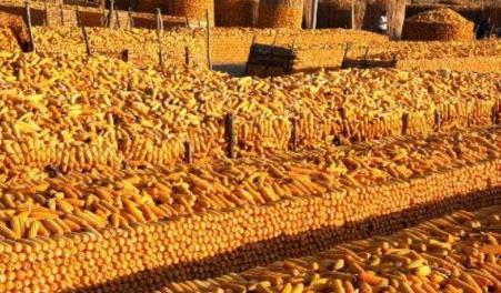玉米种植面积不断缩减 目前玉米的供需情况怎么样呢?